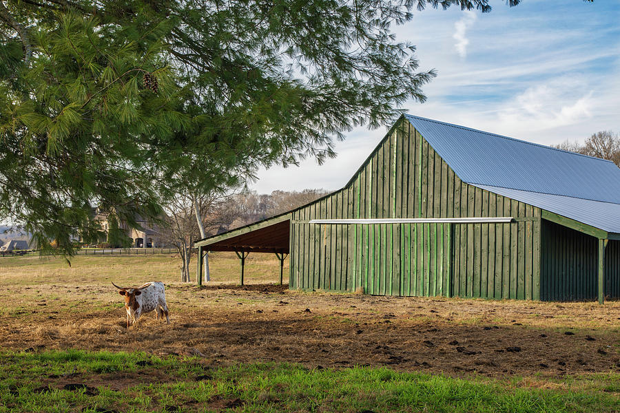 Green Barn With Bull Photograph by Lorraine Baum