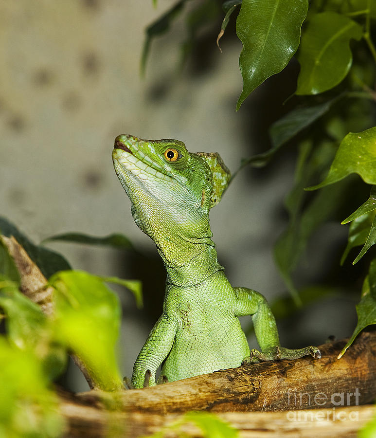 Green Basilisk Lizard Photograph by Gerard Lacz