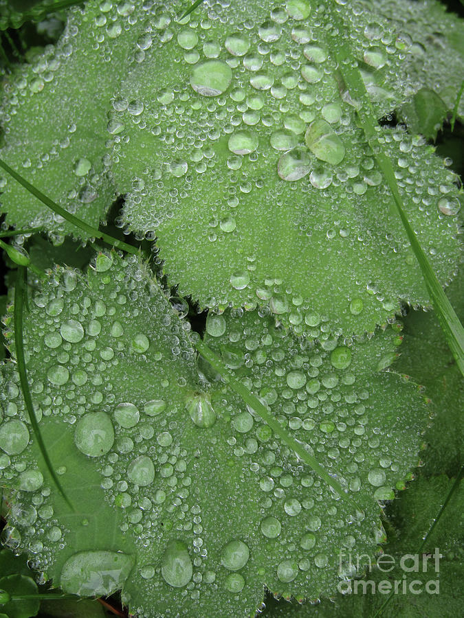 Green Beads Of Rain Photograph by Kim Tran
