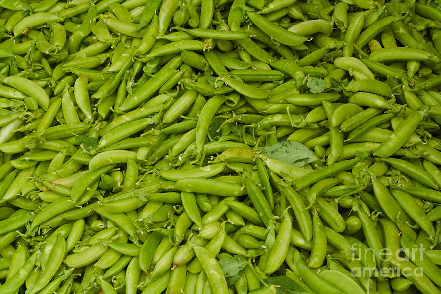 Green Beans Photograph by Thomas Marchessault | Fine Art America