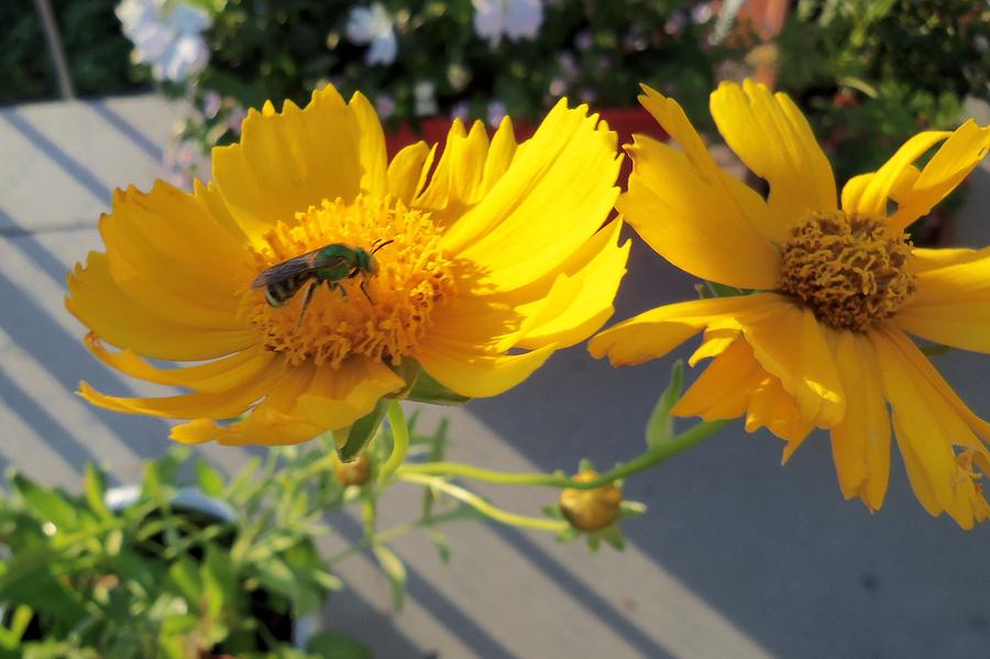Green Bee-4 Photograph by Hatin Josee