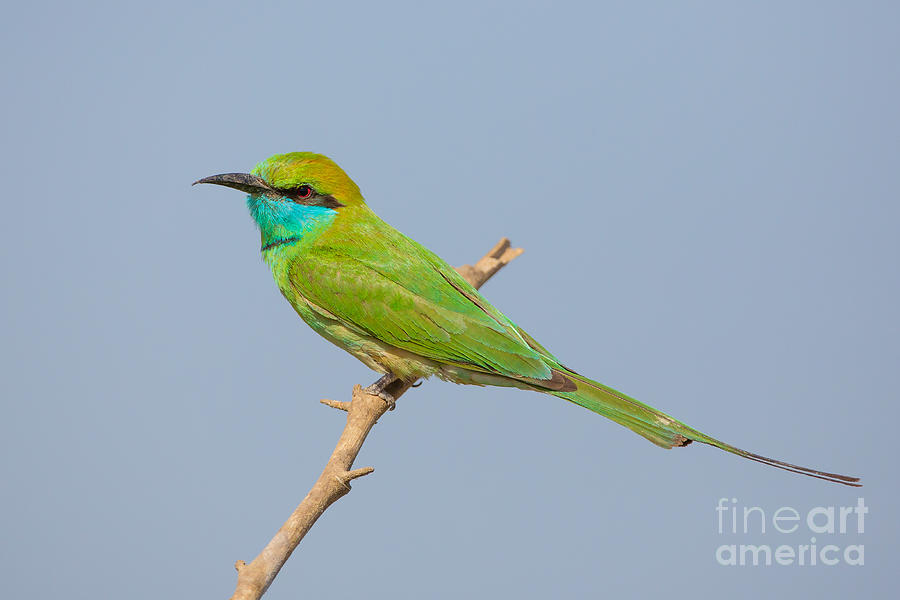Green Bee-eater, India Photograph by B. G. Thomson