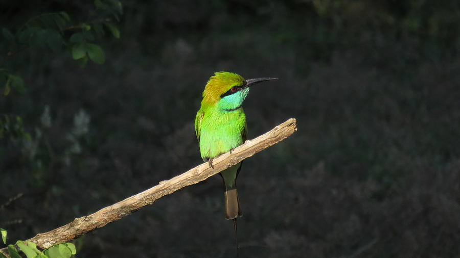 Green Bee-eater Photograph - Green Bee-eater by Kusal Gautamadasa