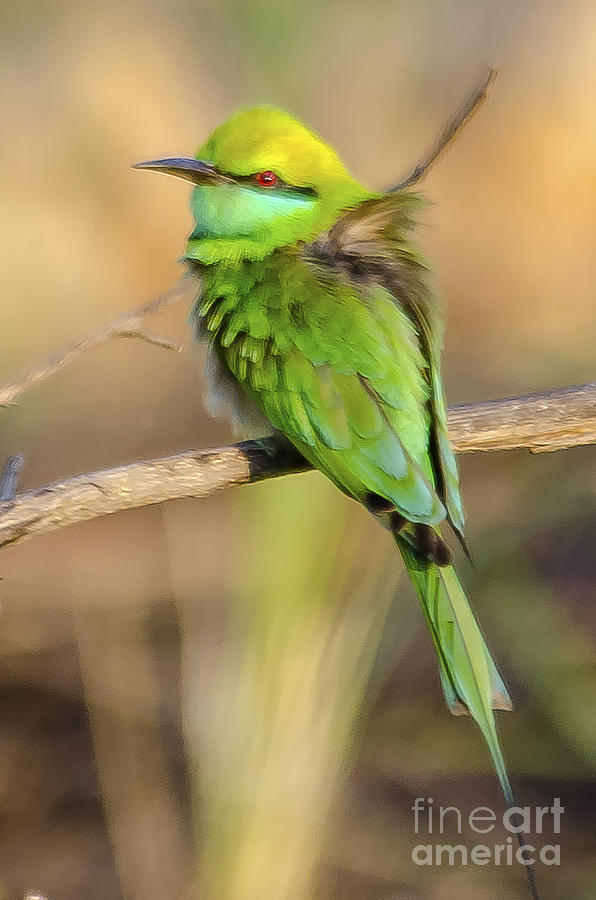 Bird Photograph - Green bee-eater by Pravine Chester