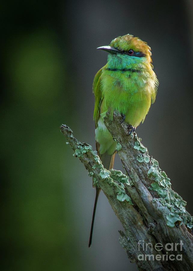 Green Bee-eater Photograph