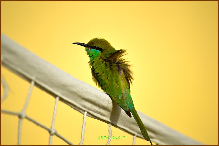 Green bee eater Photograph by Sonali Gangane
