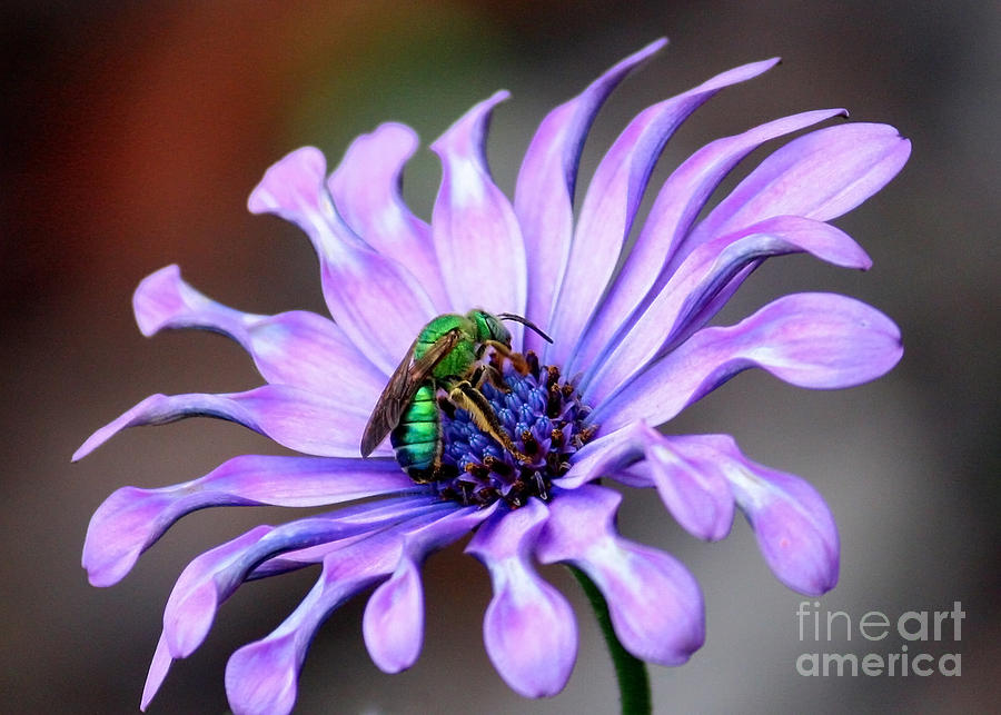 Green Bee Electrified Photograph by Carol Groenen