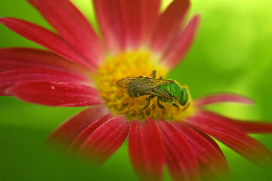 Green Bee Photograph by Hermes Fine Art