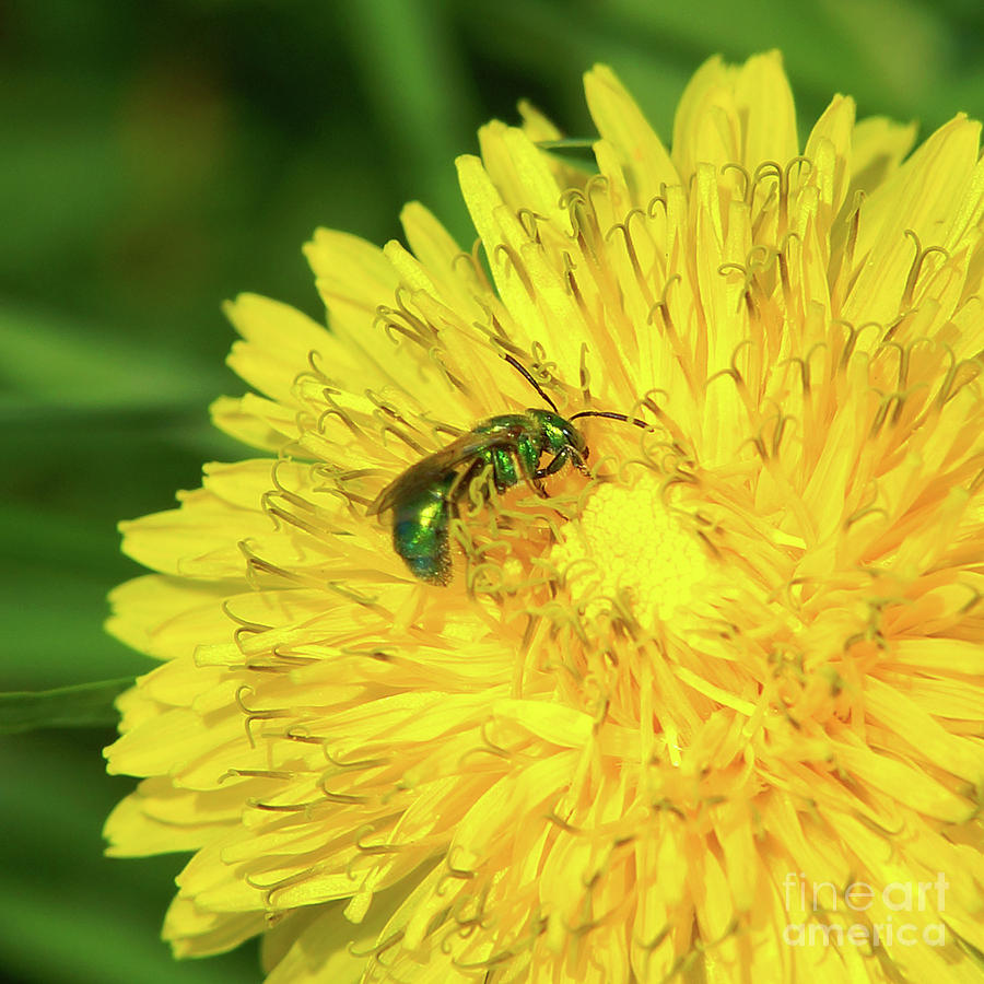Green Bee On Dandelion Photograph