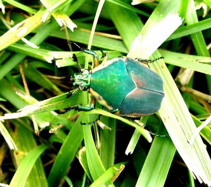 Close-up Photograph - Green Beetle in Love by Bryce Meyer Close-up Photograph - Green Beetle in Love by Bryce Meyer