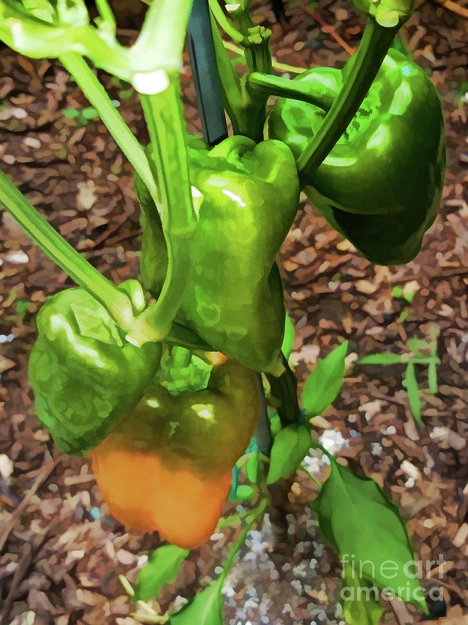 Green bell pepper hanging on tree Painting by Jeelan Clark