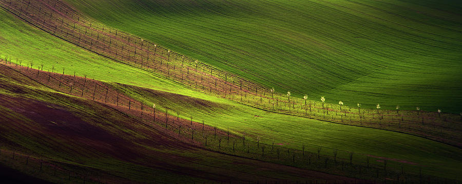 Green Belts of Fields Photograph by Jenny Rainbow