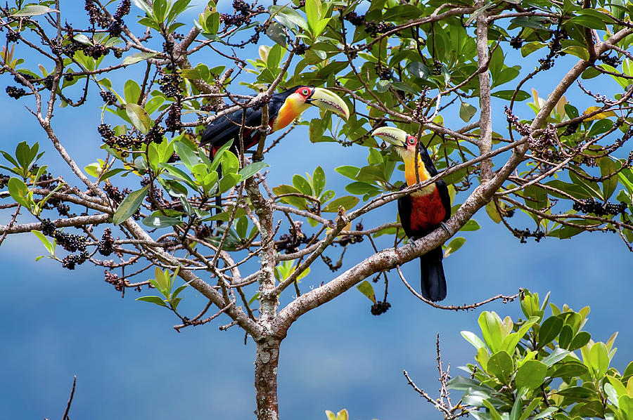 Green-billed toucan Photograph by Leonardo Mercon - Fine Art America