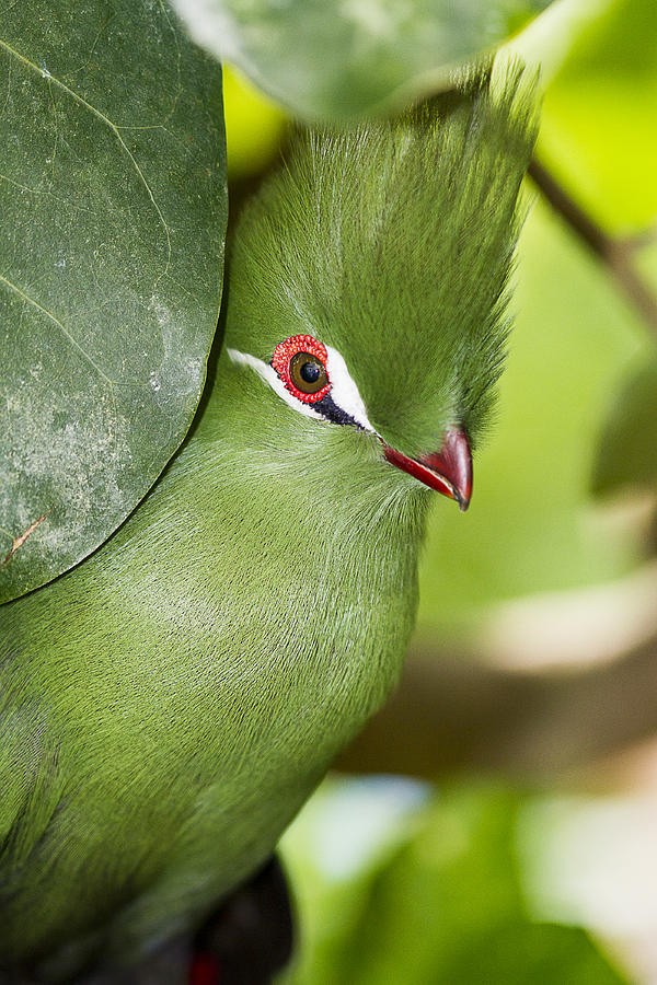 Green Turaco Bird Portrait Photograph by Bob Slitzan