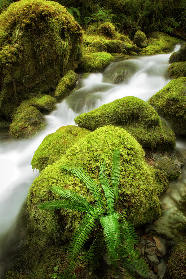 Green Blanket  Photograph by Nicki Frates