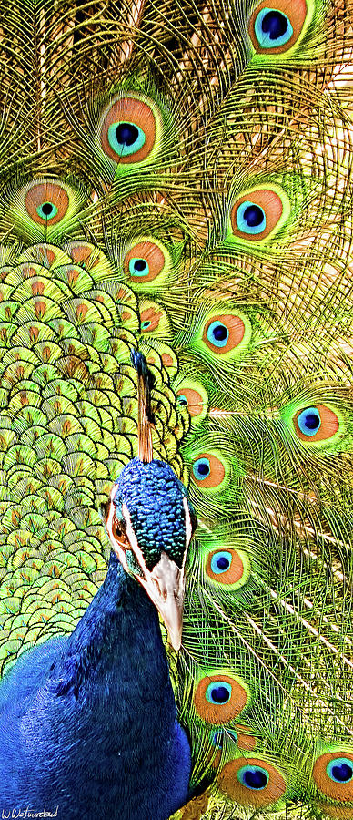 Green Blue Peacock Showing off his feathered tail No2 Photograph by Weston Westmoreland
