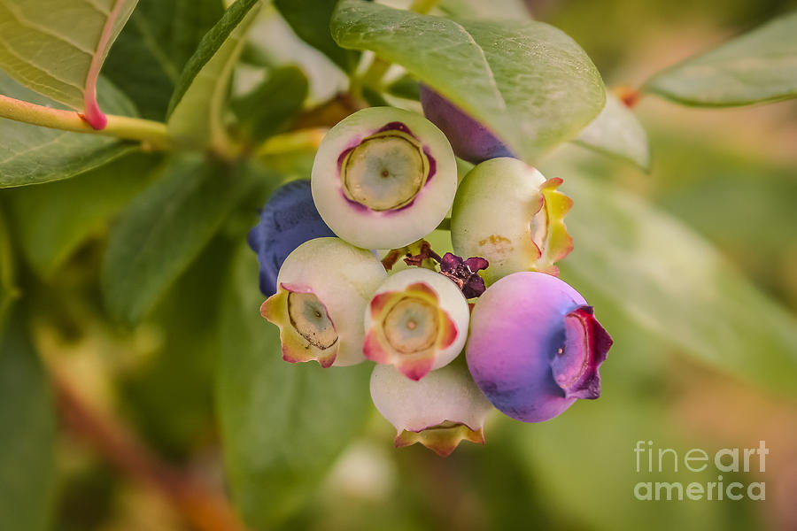 Summer Photograph - Green blueberries by Claudia M Photography