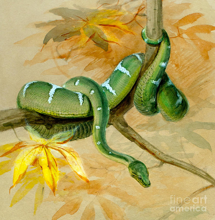 Green Boa Painting by Joseph Wolf