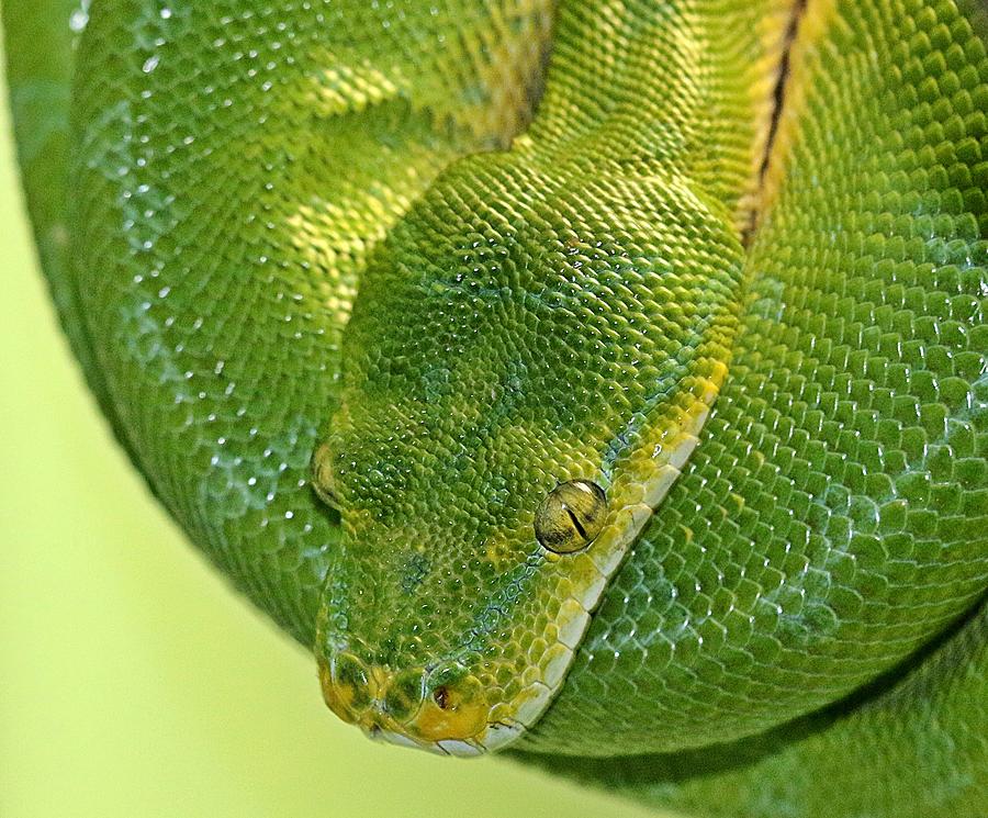 Green Boa Photograph by Shelley Wilson - Fine Art America