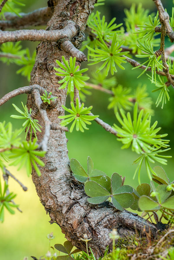 Green bonsai larch  Photograph by Martin Capek