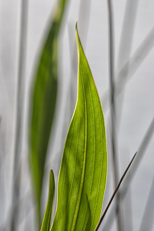 Green Botanical Composition Photograph by John Harmon
