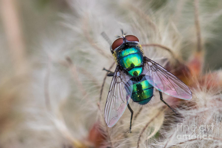 Green bottle fly Photograph by Jivko Nakev