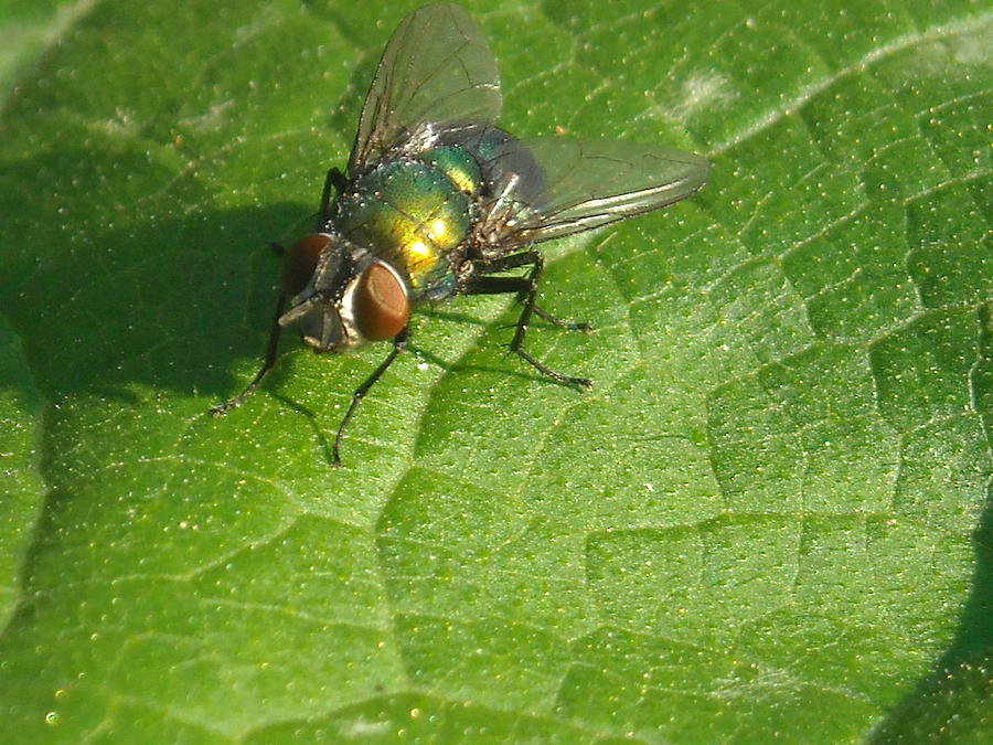 Green Bottle Fly Photograph by Kevin Schmoldt - Fine Art America