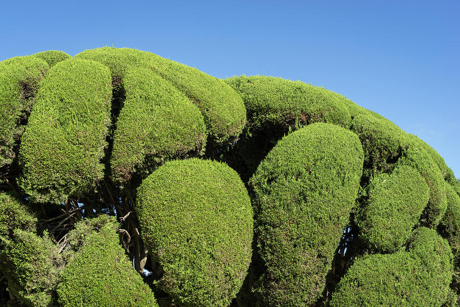 Green Boulders - Sensually Sculptured Cypress Trees Photograph by Georgia Mizuleva
