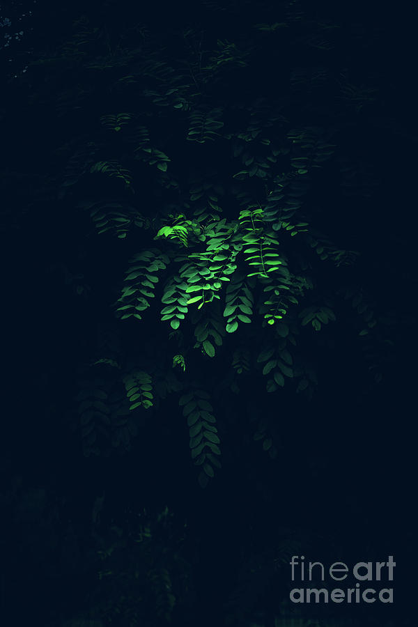 Green branch in a mysterious lighting. Photograph by Michal Bednarek