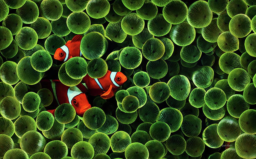 Green Bubble Tip Anemone and Three Percula Clowns Painting by Russ Harris