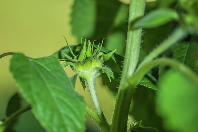 Green Bud DSC_1083 by G L Sarti Green Bud DSC_1083 by G L Sarti
