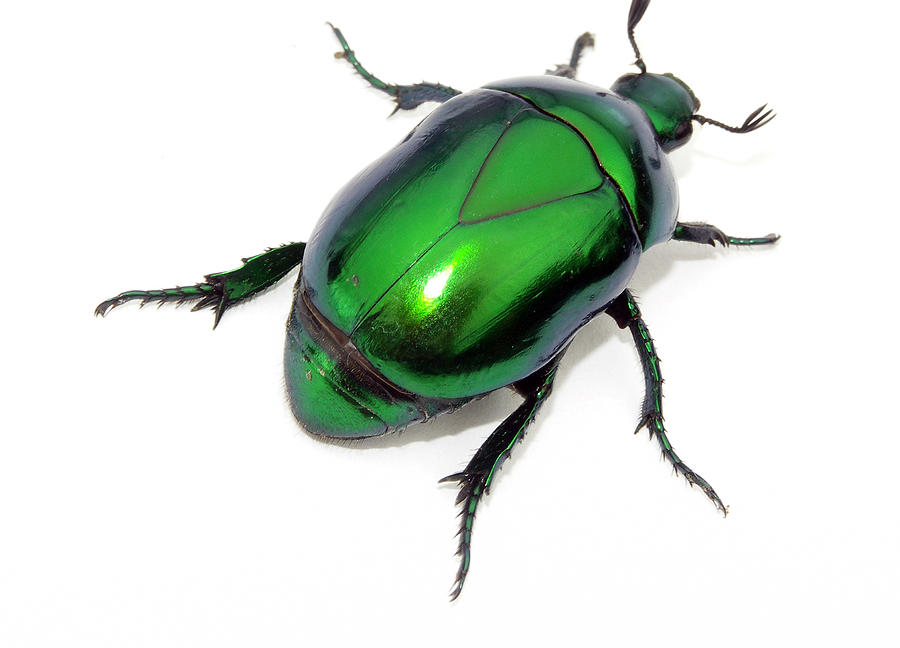 Green beetle Photograph by Gus Andi - Fine Art America