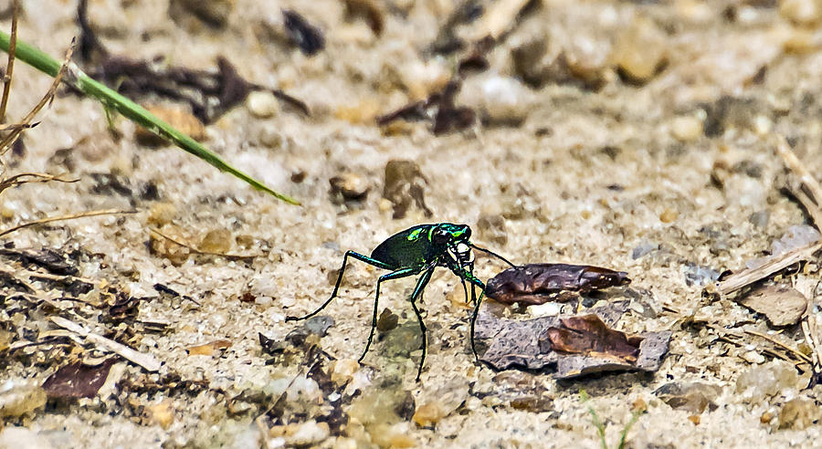 Green Bug Photograph by Michael Whitaker