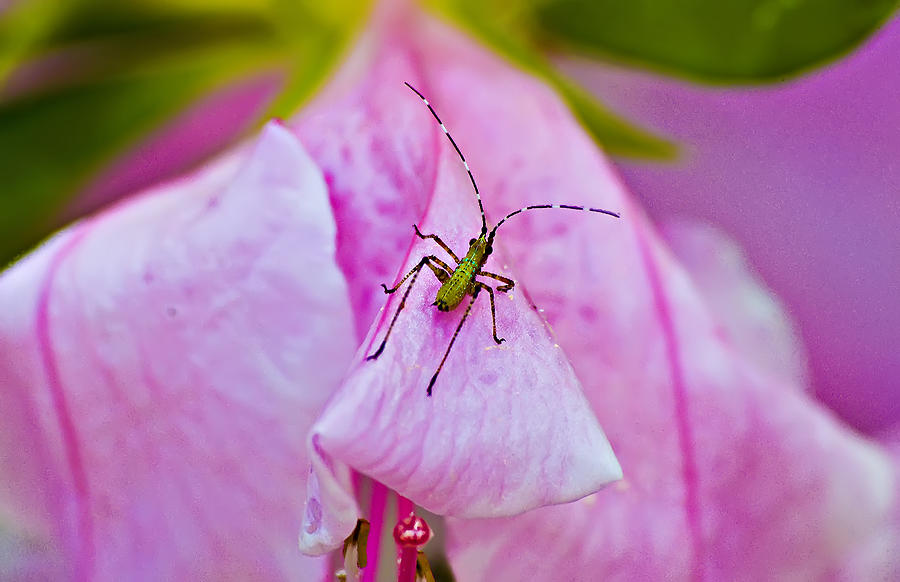 Green Bug on Rose Petal Photograph by Michael Whitaker