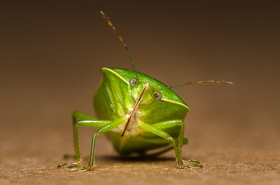 Green bug Photograph by Tin Lung Chao