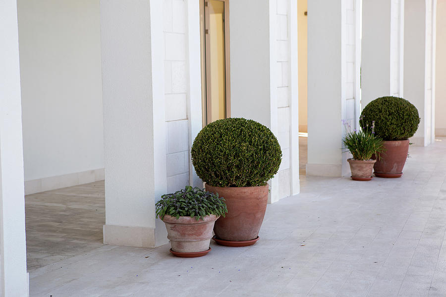 Green Bushes Are In Pots On The Street Photograph By Elena Saulich 7865