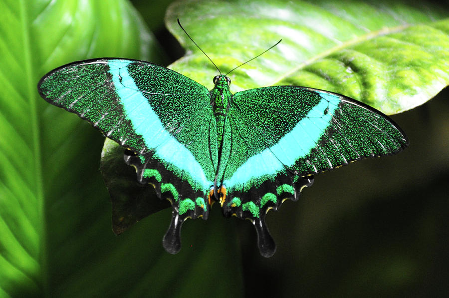 Green Butterfly Photograph by Bill Cannon