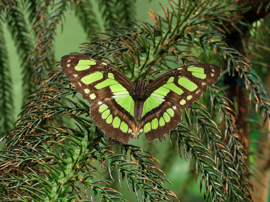 Green Butterfly Photograph by Laurel Powell