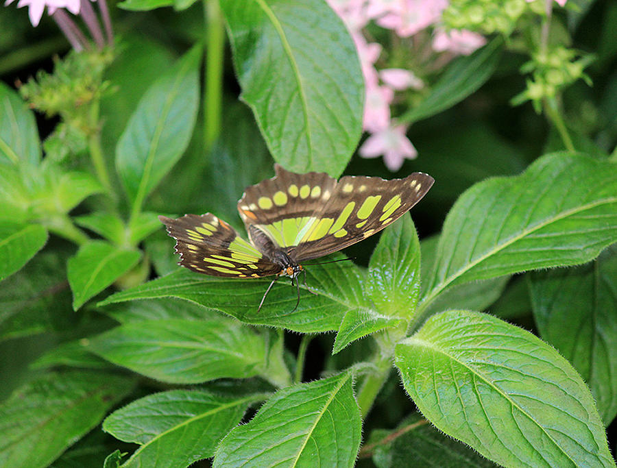 Green Butterfly Photograph by Lorraine Baum