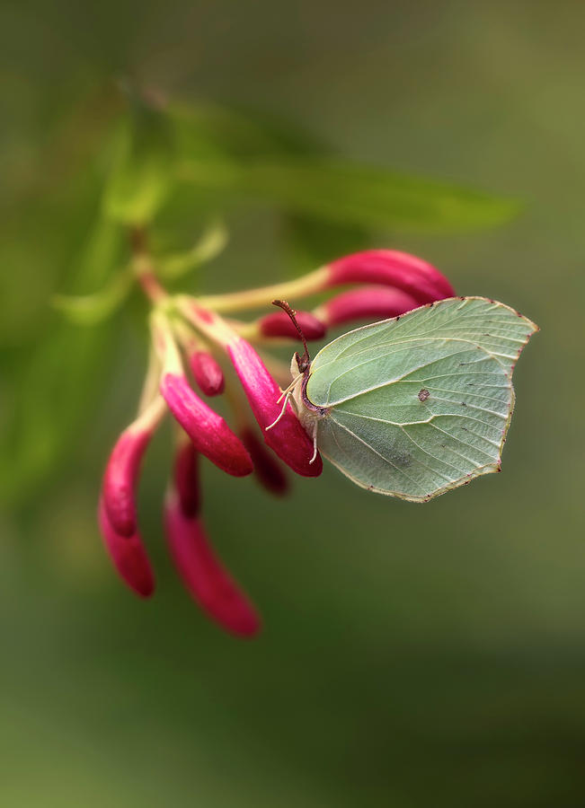 Green butterfly on pink flower Photograph by Jaroslaw Blaminsky