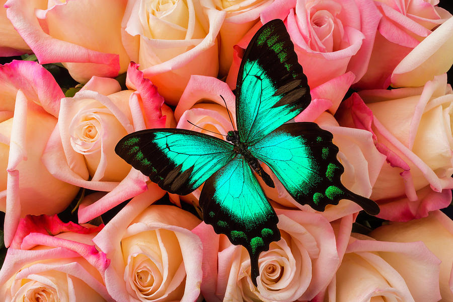 Green Butterfly On Pink Roses Photograph by Garry Gay