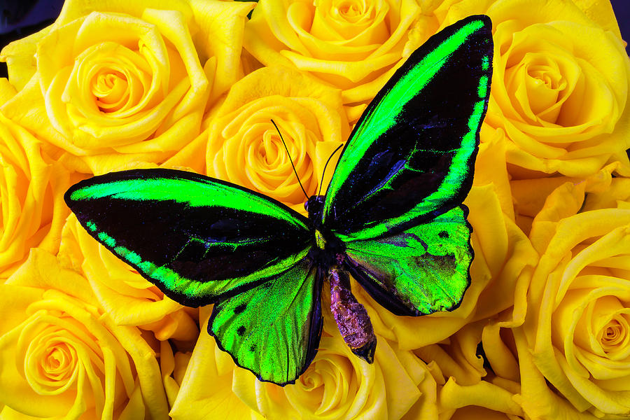 Green Butterfly On Yellow Roses Photograph by Garry Gay