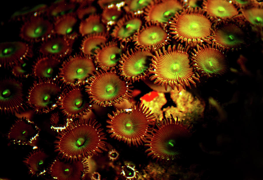 Green Button Polyps Photograph by Anthony Jones