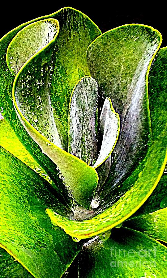 Kalanchoe Flapjack Green Cacti Succulent Abstract In New Orleans Louisiana Photograph by Michael Hoard