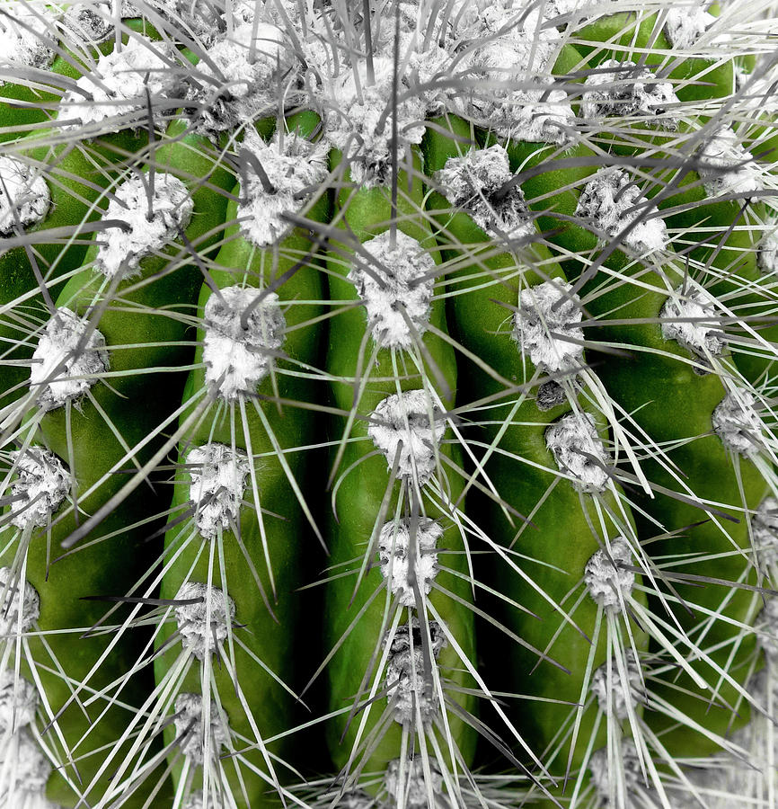 Nature Photograph - Green Cactus by Frank Tschakert