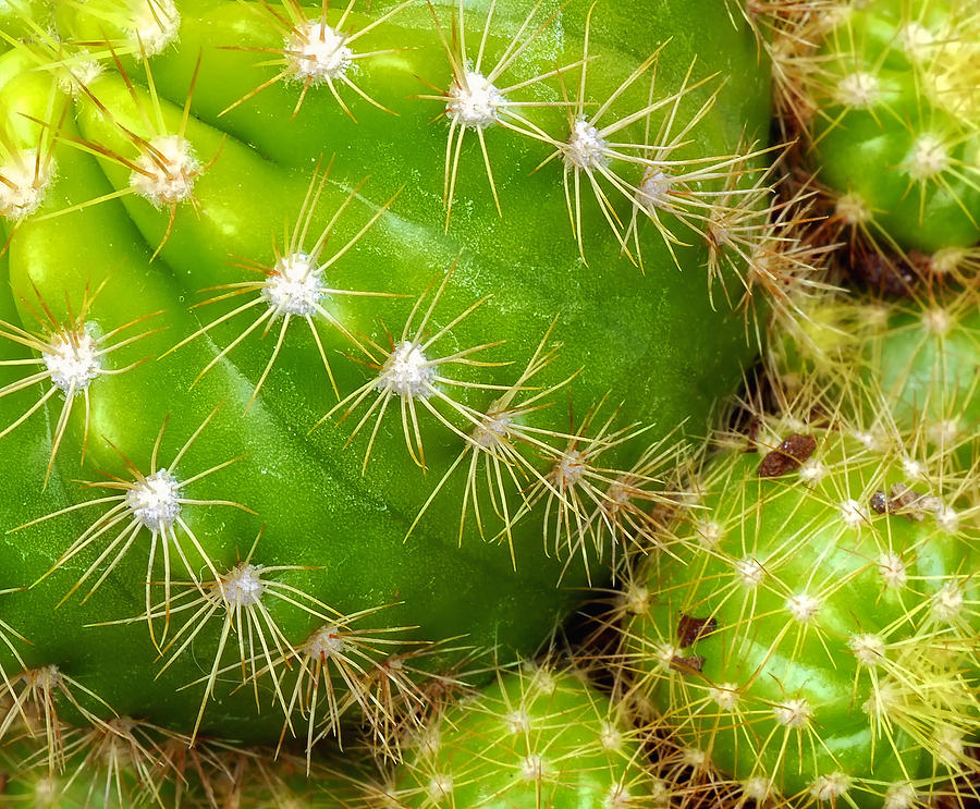 Green cactus Photograph by Peg Runyan