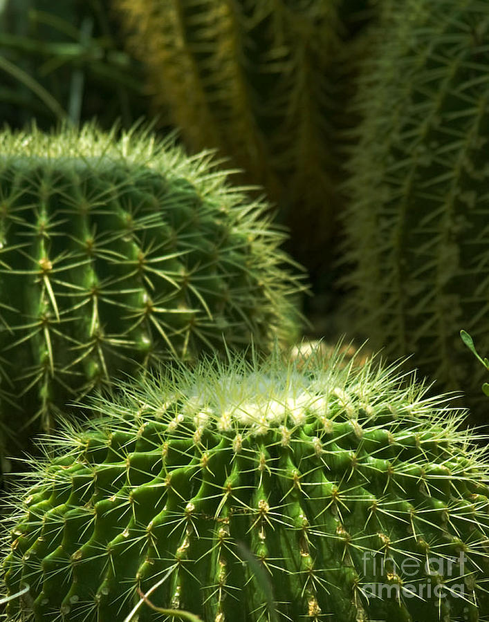 Green Cactus Photograph by Robert Suggs