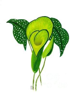 Green Calla Lily Study Painting by Mary Erbert