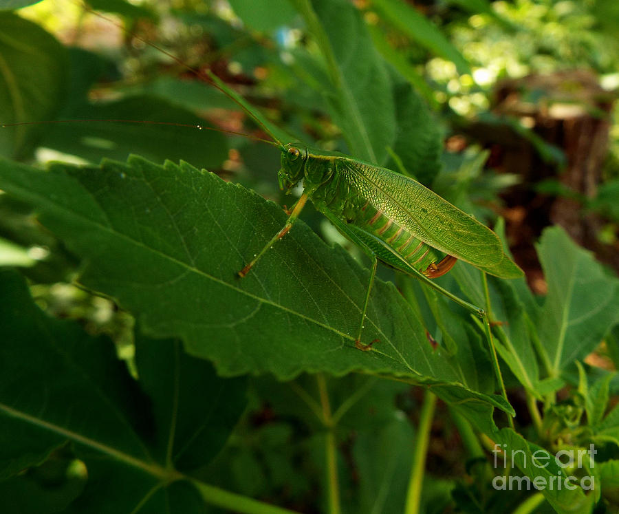 Insects Photograph - Green Camouflage  by CapeScapes Fine Art Photography