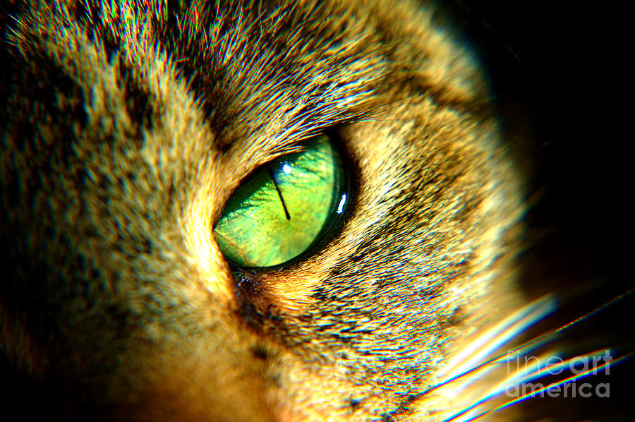 Green Cat Eye Photograph by Micah May